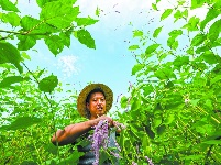 秭归：土酒曲 酿醇香