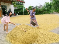 枝江：秋来稻谷黄，农民丰收忙