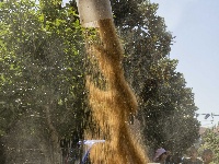 荆州：丰收季，粮满仓