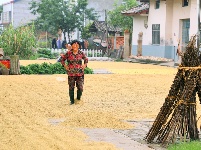 枝江：秋来稻谷黄，农民丰收忙