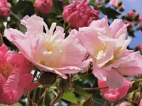 南漳：秋雨沐芙蓉