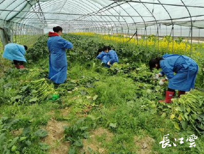 日均采收上市6800吨 武汉蔬菜生产供应充足