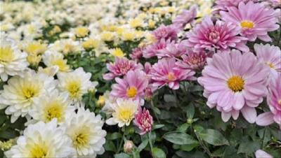 武汉植物园簕杜鹃花展延期至10月30日