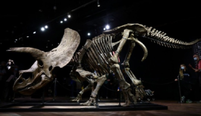 创纪录！世界最大三角龙骨架化石拍出660万欧元