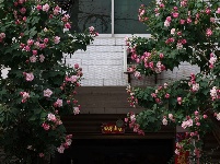南漳：秋雨沐芙蓉