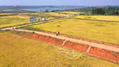 30万斤！光谷“太空稻”收割了