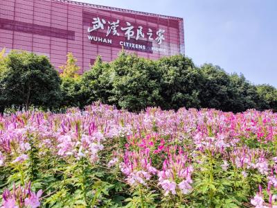32组立体花坛 800万盆时令花卉 300公顷花田花海 江城以最强花容花宴迎国庆