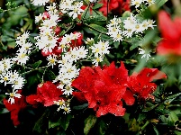 南漳：寒露时节杜鹃开