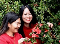 南漳：寒露时节杜鹃开