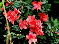 南漳：寒露时节杜鹃开