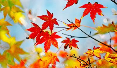 湖北红叶进入最佳观赏期！这个周末，登山赏秋去！