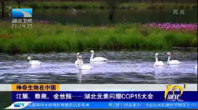 神奇生物在中国 | 江豚、麋鹿、金丝猴……湖北元素闪耀COP15大会