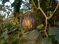 郧阳：秋到农家