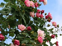 南漳：秋雨沐芙蓉