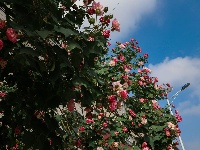 南漳：秋雨沐芙蓉