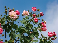 南漳：秋雨沐芙蓉