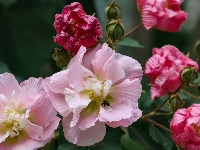 南漳：秋雨沐芙蓉