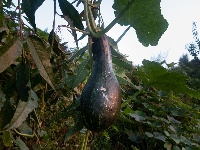 郧阳：秋到农家