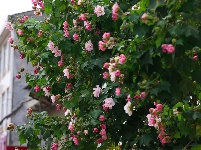 南漳：秋雨沐芙蓉