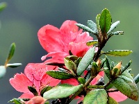 南漳：寒露时节杜鹃开