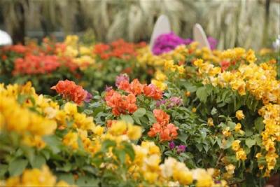 武汉植物园簕杜鹃花展延期至10月30日