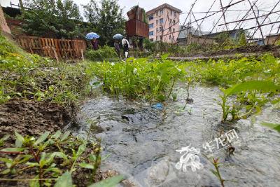 重庆沙坪坝3.2级地震后 有溪河及周边菜地里冒出“温泉” 