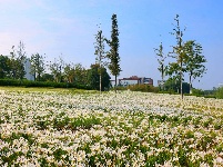 枝江：葱兰花海洁白如雪