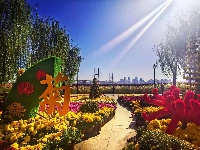 武汉：江滩菊展花儿灿烂