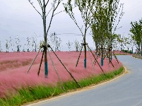 枝江：粉黛乱子草浪漫盛开