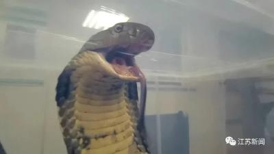 南京海关截获4米长眼镜王蛇！热搜第一