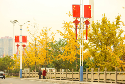 极美湖北·每日一景丨来凤：银杏染初冬