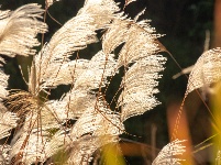 来凤：芦苇随风起舞