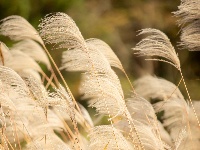来凤：芦苇随风起舞