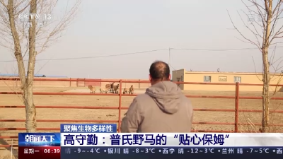 世界上唯一现存野马品种！我国普氏野马种群数量突破700匹