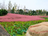 枝江：粉黛乱子草浪漫盛开