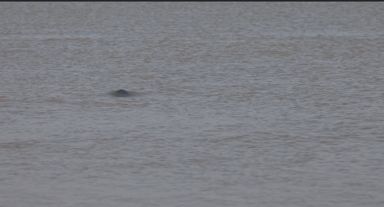 约60头！江西鄱阳湖都昌水域监测到大型长江江豚种群