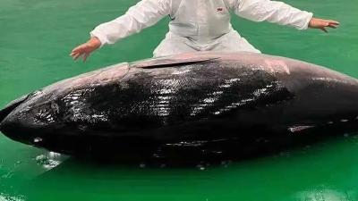 353公斤，“金枪鱼王”来了！