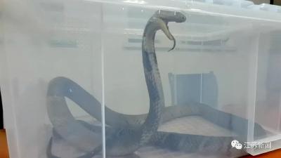 张家港海关截获4米活体眼镜王蛇