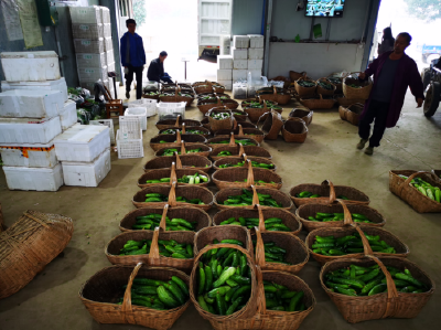 “智慧”赋能，让蔬菜种植更轻松丨探寻湖北蔬菜黑科技