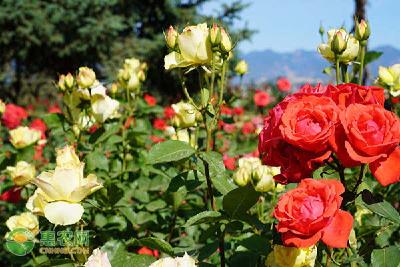 月季冬季要怎么扦插好？