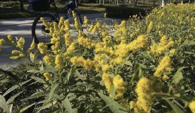 警惕！这种花千万别采，看到立即上报