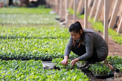 12月适合种植哪些蔬菜