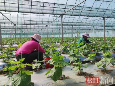 曾卖到8元一斤的黄瓜正在降价！武汉本地菜上市，本月或现产能提升