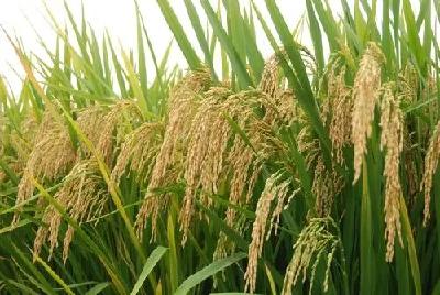 15年育成水稻“三好生”，湖北首个再生稻专用品种诞生