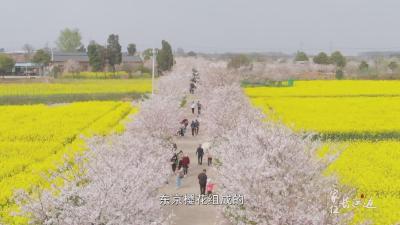 【媒体聚焦】走进沙洋——漫游油菜花海 饱览落“樱”缤纷