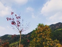罗田：九资河镇红叶染深秋