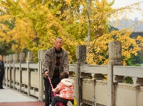 来凤：寒意渐浓银杏黄