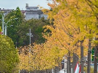 来凤：寒意渐浓银杏黄