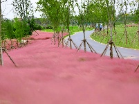 枝江：粉黛乱子草浪漫盛开