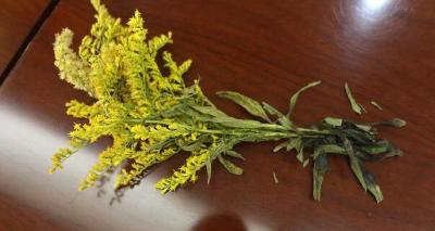 扫一扫“神器” 马上识别“加拿大一枝黄花”！